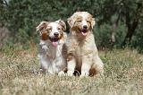BERGER AUSTRALIEN - ADULT & PUPPY 028